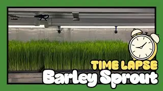 How Barley Sprouts Grow Under LED Lights | Timelapse in HIPPO FARMTECH Smart Container