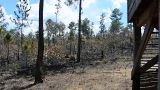 The day after the fire in the Mountain Pine Ridge, Cayo District, Belize