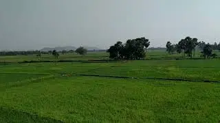 siswar