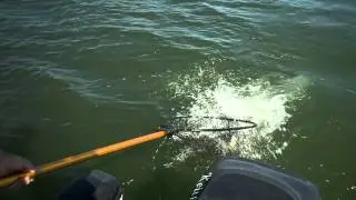Trolled Up Walleye on Berkley Flicker Shad
