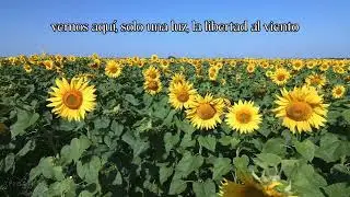 Nuestras Flores - Ahyre (Cover Agust&iacute;n Borgiani)