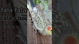 #calopcitas💕