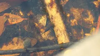 Aquatic Beetle larva seems to follow Tadpole