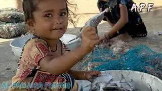 Paplet Jinga Kenkra fish | Fishing bhadhreswar Kutch