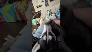 jealous husky