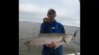 39.5 inch Striped Bass fishing in the Minas Basin, Nova Scotia