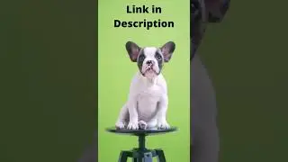 Foldable Dog Pet Pool Portable Kiddie Pool for Kids PVC Bathing Tub