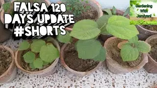 Falsa/Phalsa 120 After Sowing Seeds  #Shorts
