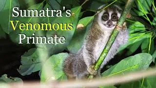 In Search of the Slow Loris &ndash; Sumatra's Venomous Primate