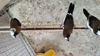 More happiness with birds and pets|| visit my master cage birds aviary with me🐦😍