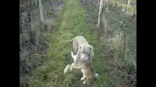 Hunting Dog Weimaraner - Training