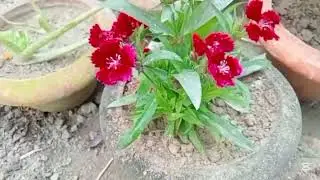 শীতকালীন ফুল গাছের পরিচর্যা,, #video #viral #agriculture #gardeningtips#tanjina 