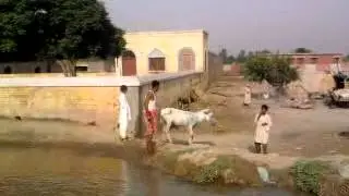 DONKEY  TAKING BATH