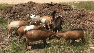 Planning a Better Goat Browsing Strategy