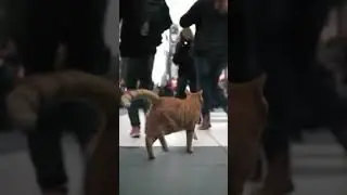 🐾 Cute Cat Walks Through New York City! 😻🗽 | #Shorts #NYCCat #cat
