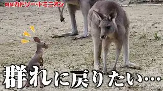 育児放棄されたカンガルーの赤ちゃんが人間の力を借りて群れに戻るまでの取り組み