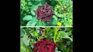 Black Rose Plant sale @ padmamnursery.com