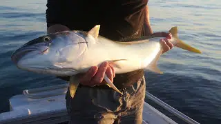 PERTH WA KINGFISH | INSHORE KINGFISH | Coastal Fishing Mayhem EP 3