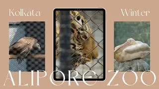 Wild Wonders at Alipore Zoo: Exploring the birds and animals of Alipore Zoo | Photography