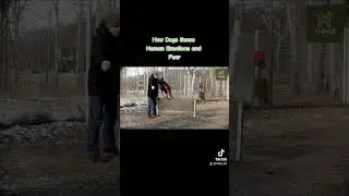 Canine Perception: How Dogs Sense Human Emotions and Fear