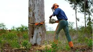 Professional Tree Removal Denver | Safe & Efficient Tree Services | Tree Service Denver