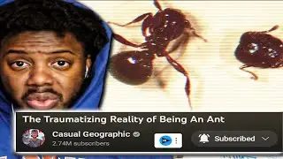 ANTS GOT IT HARD | The Traumatizing Reality of Being An Ant REACTION