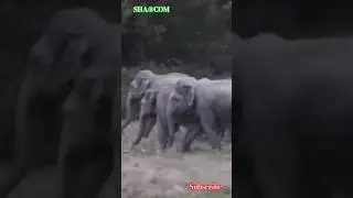 WILD ELEPHANTS HERD #elephantherd #wildlife #shorts #travel #animals #shortvideo #nature #animallife