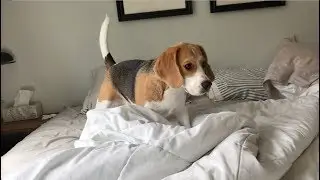 Cute beagle burrowing under the covers