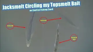 Jacksmelt Circling my Topsmelt Bait | 20% OFF CanFish Fishing CamX
