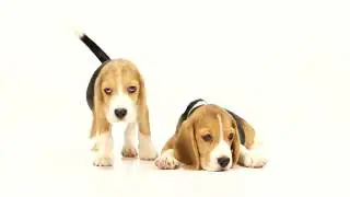 Beagle Lovers
