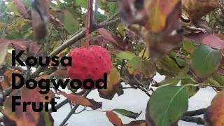 Kousa Dogwood Edible Fruit Tree