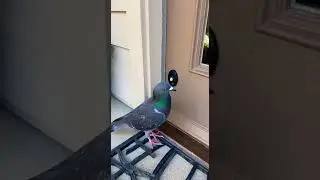 #animalcaughtoncamera #wildmoments #funnyanimals #petcam #animalrescue #naturecaughtoncamera