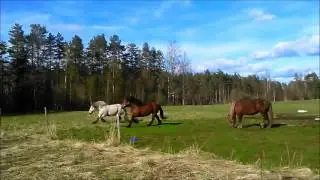 horse power draft horses