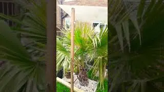 Washingtonia Robusta UK winter shelter