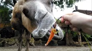 Gross Camel Feeding