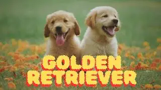 🐶 Fatos insanos sobre o Golden Retriever 🐾 #cachorro #goldenretriever