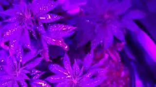 First Time Cannabis Grow! (Day 2, Flower)