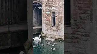 'Ring the bell for food' 🙂 #london #shorts #shortsfeed #youtubeshorts #wildlife #pets  #funny