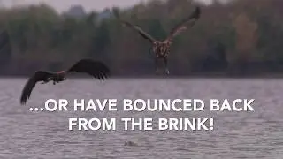 Celebrating 40 years of the EU Birds Directive