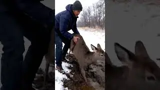 Deer Completely Stuck in Mud &mdash; Freed Just in Time