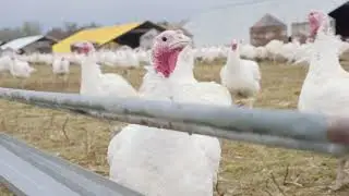 DLM Difference: DLM Free-Range Turkey