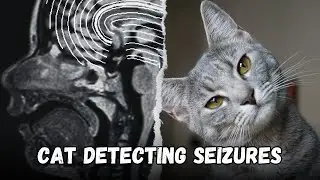 This cat is Detecting Seizures, Cats Who Have Heroically Saved Lives