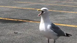 Seagull behaviour
