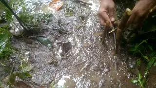 Unique Primitive forest chicken trap that work 100% in my village traditional method 202💥