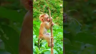 Cute baby Leo look very lovely 😍❤️🐒😍 #shorts #babymonkey #cute #monkey #love #animals #baby #leo