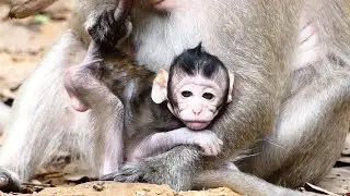 Monkey Destiny Grow Up, Bigger Than Before Especially Brave And Strong. Duchess Taking Good Care.