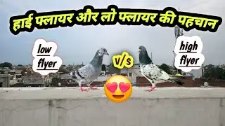 High flyer kabootar ki pehchana kaise kare.|😍 low flyer pigeon |