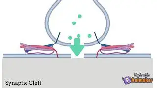 Neurotransmitter vesicle fusion
