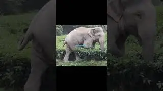wild Elephant