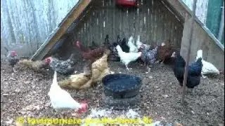 feeding my chickens for free